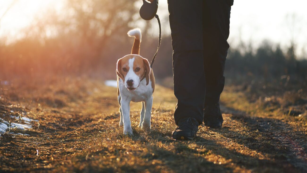 DOG3
